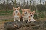 CORGI PEMBROKE 1396